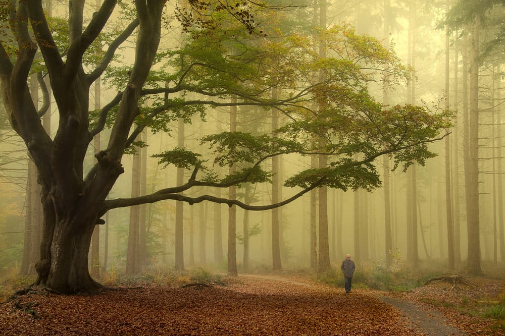 Misty Forest Path by Piet Haaksma — canvas wall art