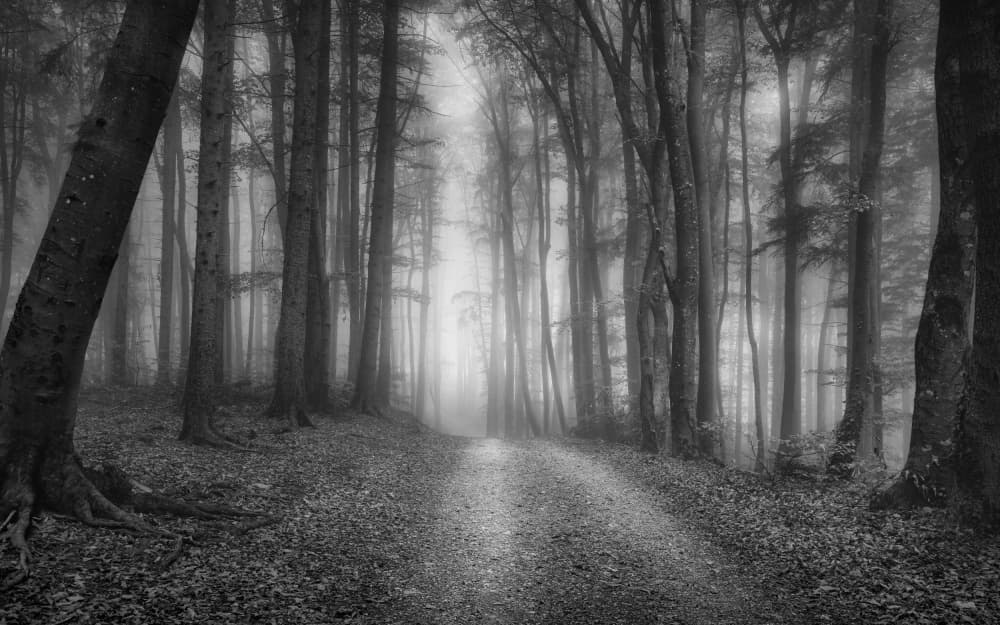 Misty Forest Path by Norbert Maier — canvas wall art
