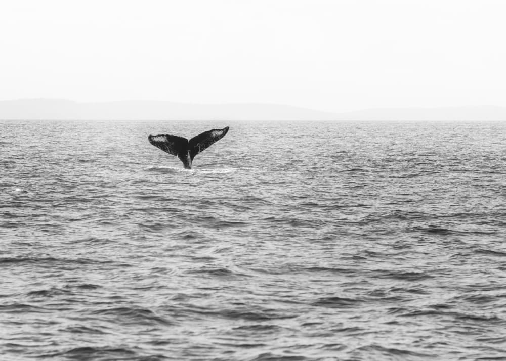 Majestic Whale Tail by Lynann Colligan — canvas wall art