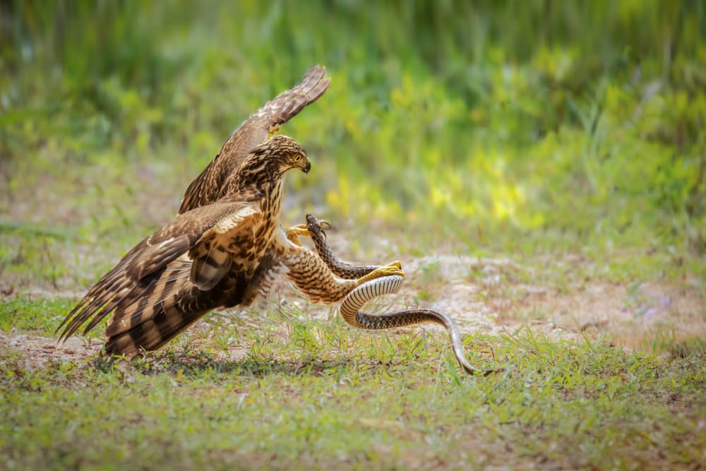 Eagle Hunts Snake by Taksing (吉星高照) — canvas wall art