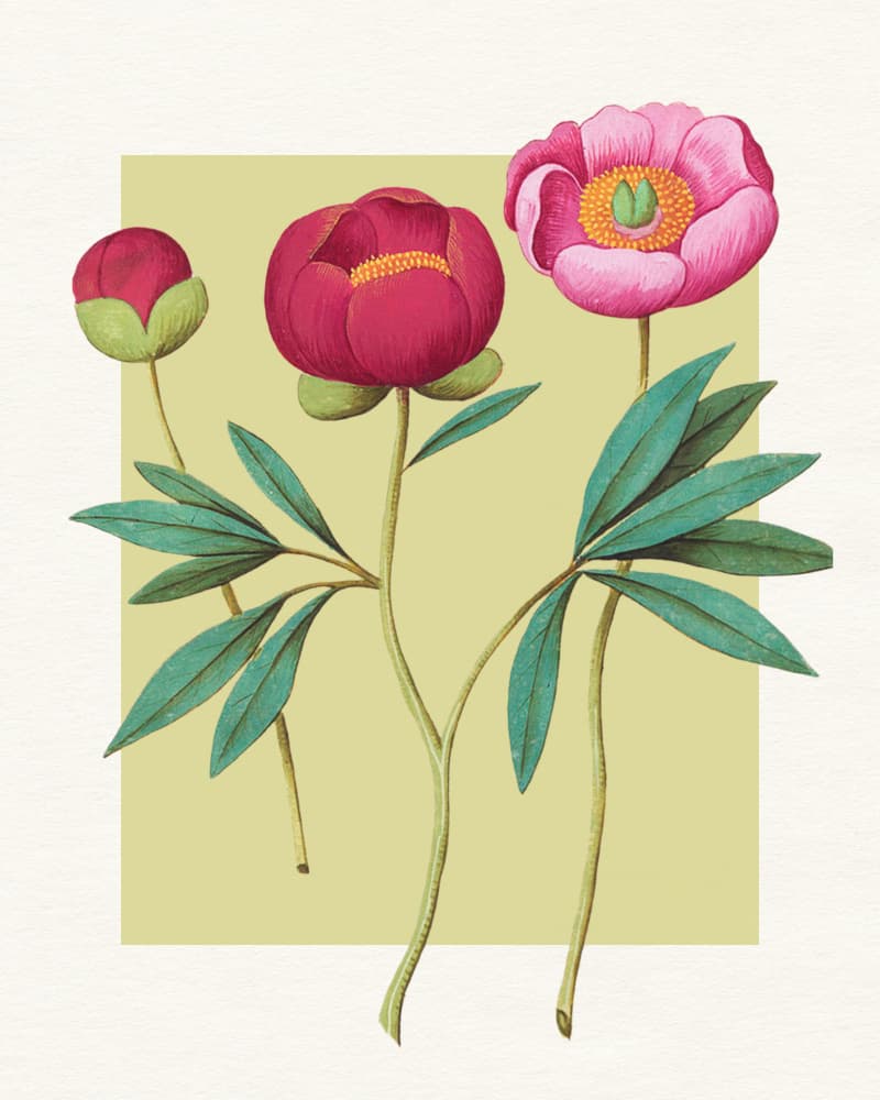Botanical Peony Blooms by Wild Violets — canvas wall art