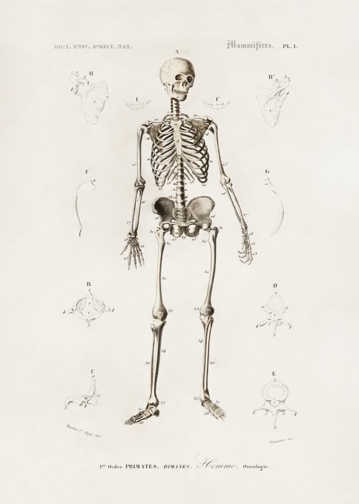 Human Skeleton by Charles Dessalines D Orbigny — canvas wall art