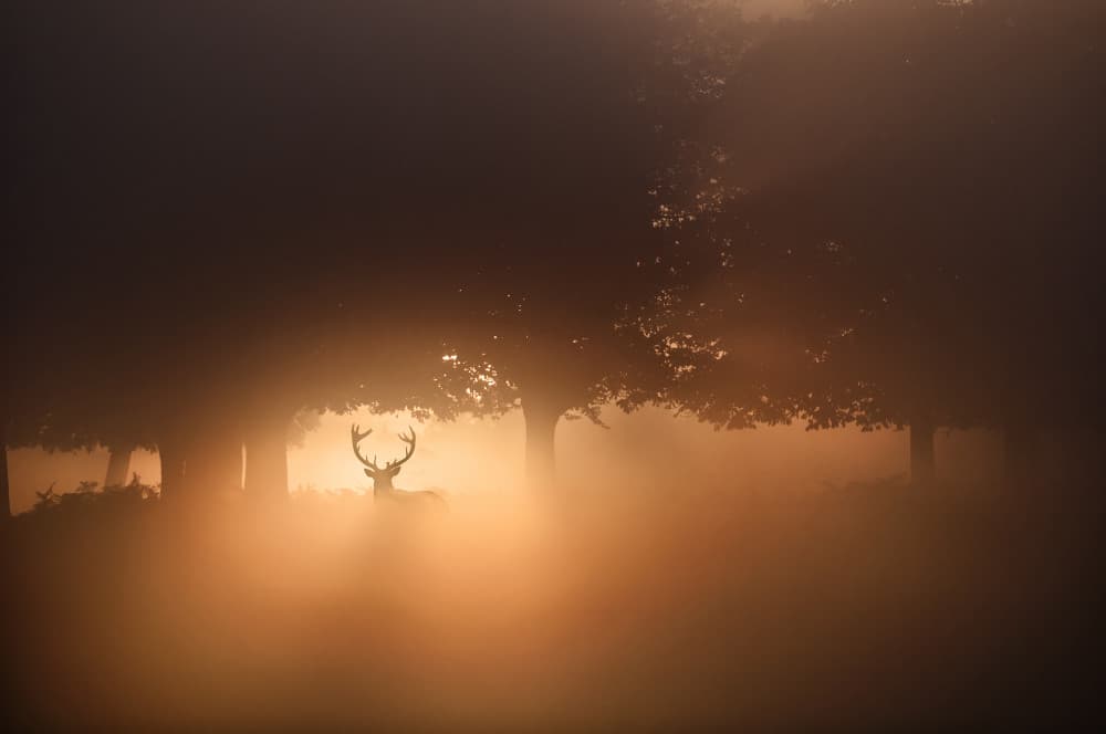 Golden Fog Stag by Radojica Jevric fotorax — canvas wall art