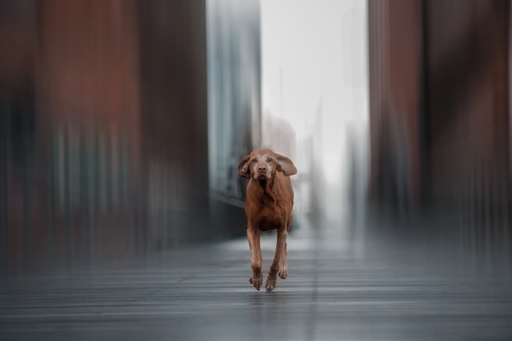 Fast Vizsla Dash by Heike Willers — canvas wall art
