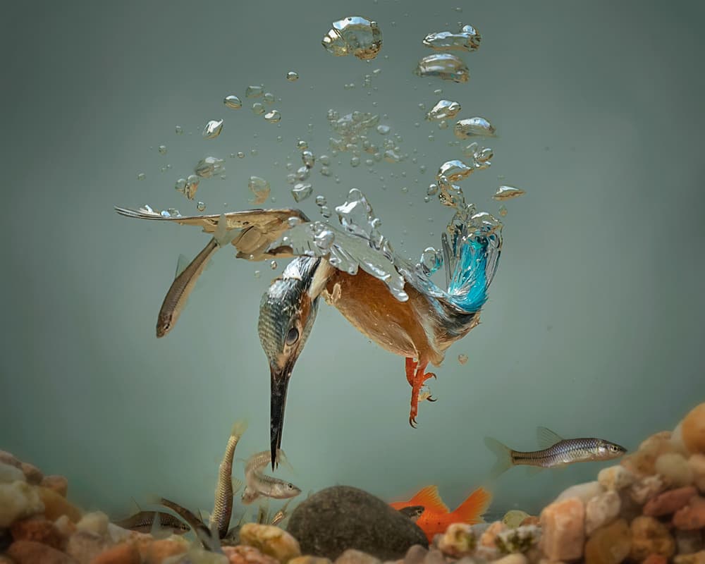 Kingfisher Underwater Hunt by Annie Poreider — canvas wall art