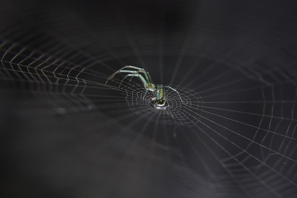 Green Spider Web by Toni Minchev — canvas wall art