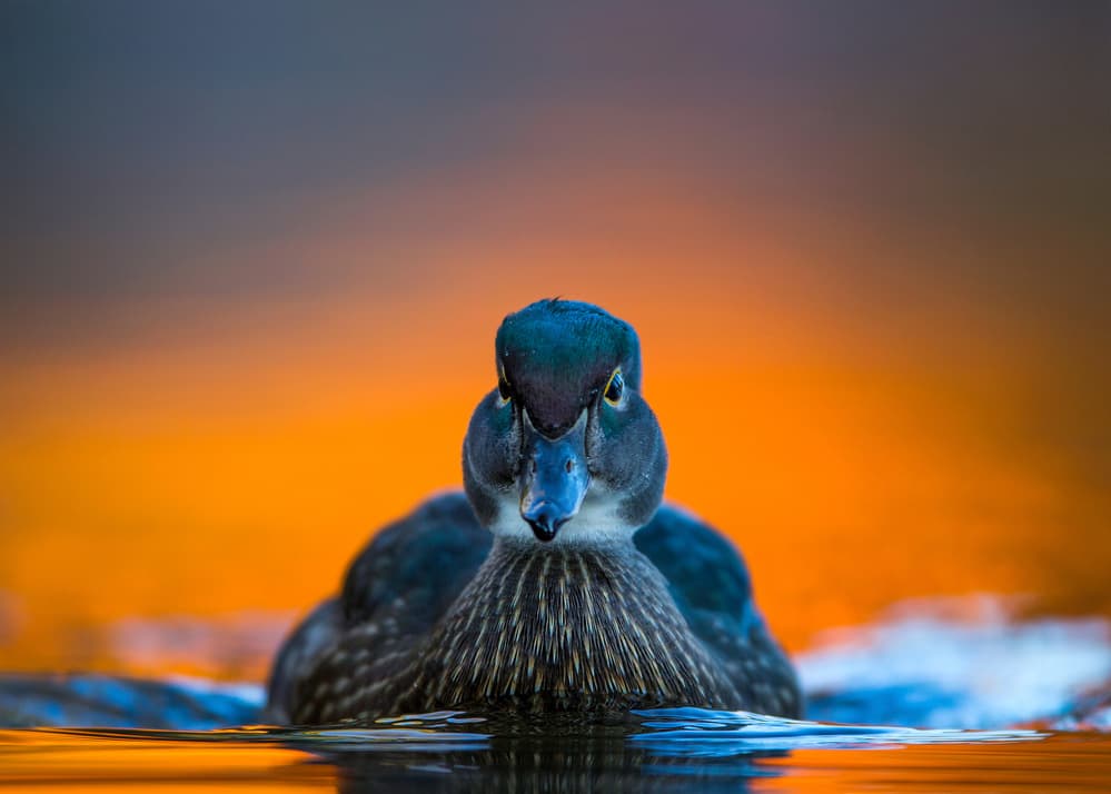 Golden Hour Duck by verdon — canvas wall art
