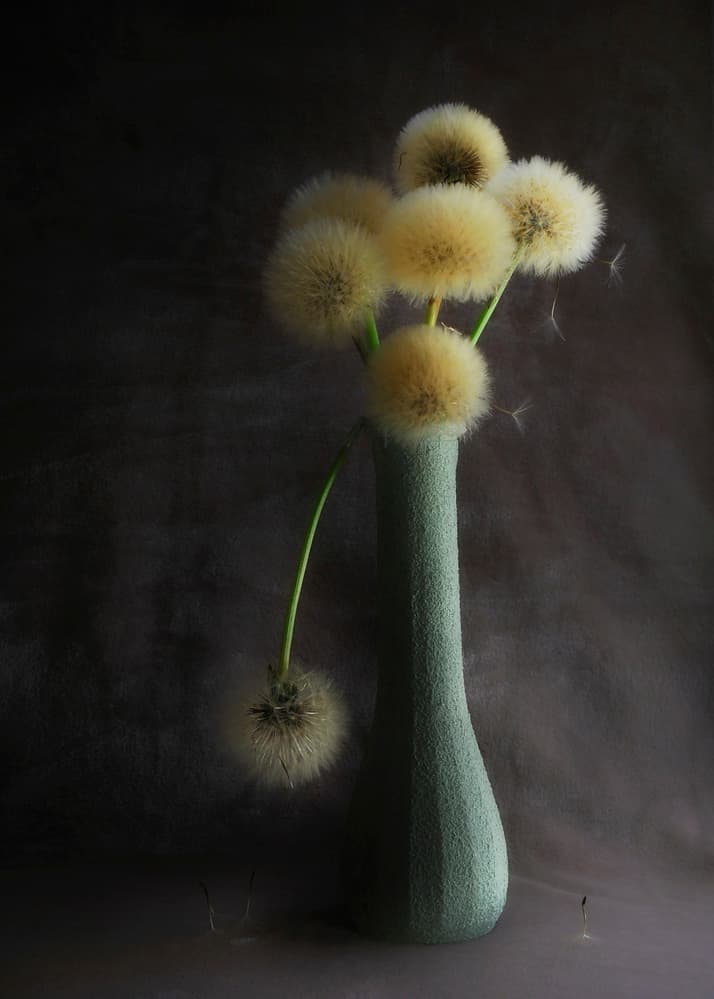 Soft Dandelion Still Life by Antonio Grambone — canvas wall art