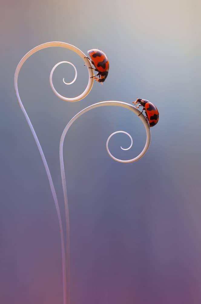 Ladybugs on Gentle Spirals by Edy Pamungkas — canvas wall art