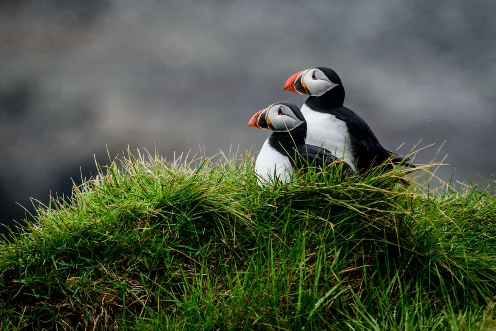 Wild Puffin Pair by Ralf Kayser — canvas wall art