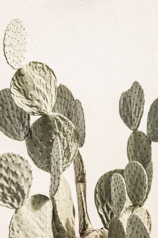Cactus Serenity by Shot by Clint — canvas wall art