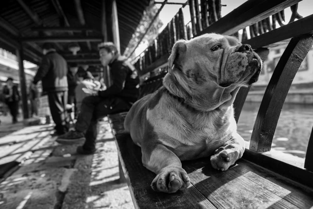 Peaceful Street Bulldog by YouduTian(田有杜) — canvas wall art