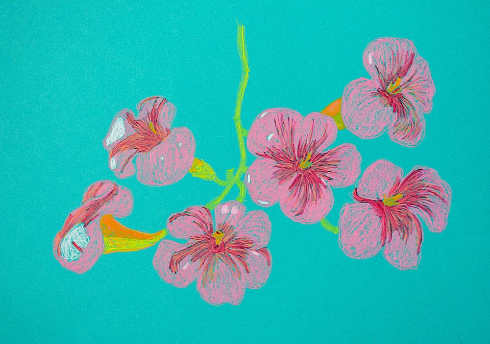 Pink Floral Drawing by Viktoriia Saunina — canvas wall art