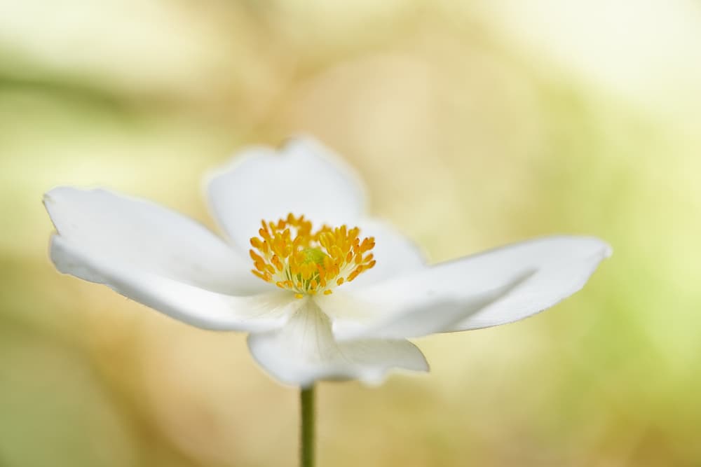 Soft White Flower by Wiolett — canvas wall art