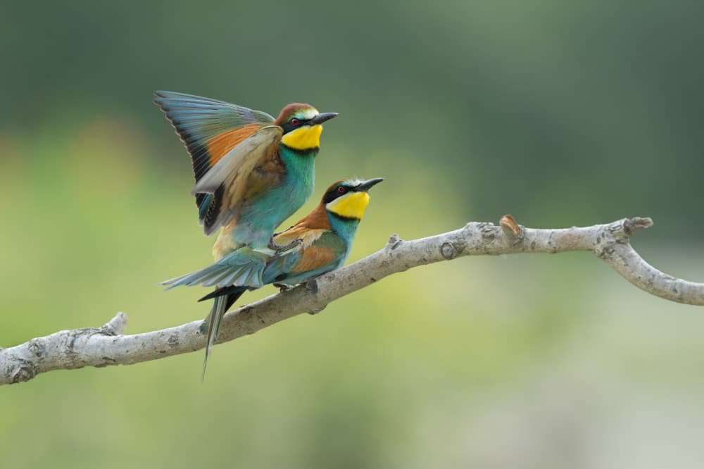 Vibrant Bee-eater Pair by Marco Pozzi — canvas wall art