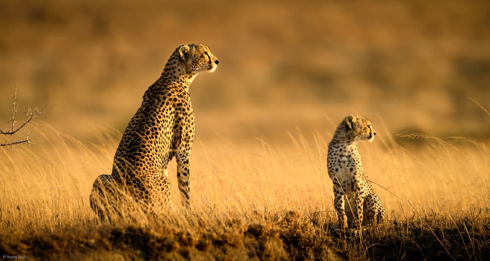 Savanna Cheetah Family by Hung Tsui — canvas wall art