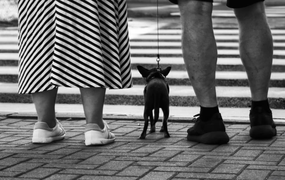 Urban Dog Walk by Anna Niemiec — canvas wall art