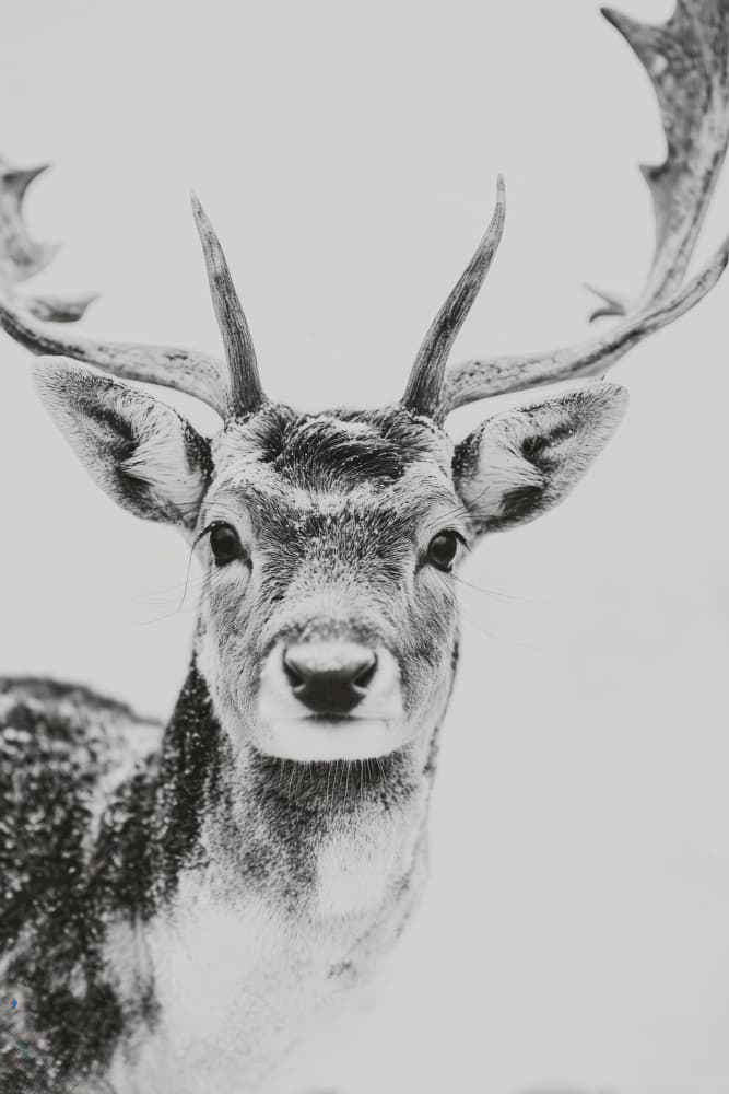 Winter deer by Treechild — canvas wall art