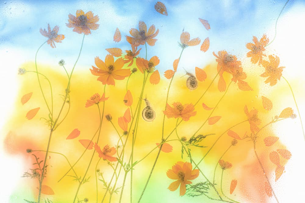 Dreamy Cosmos Garden by Miharu † — canvas wall art