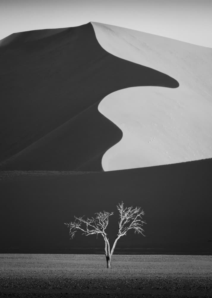 Desert Dune Lone Tree by Yun Gong — canvas wall art