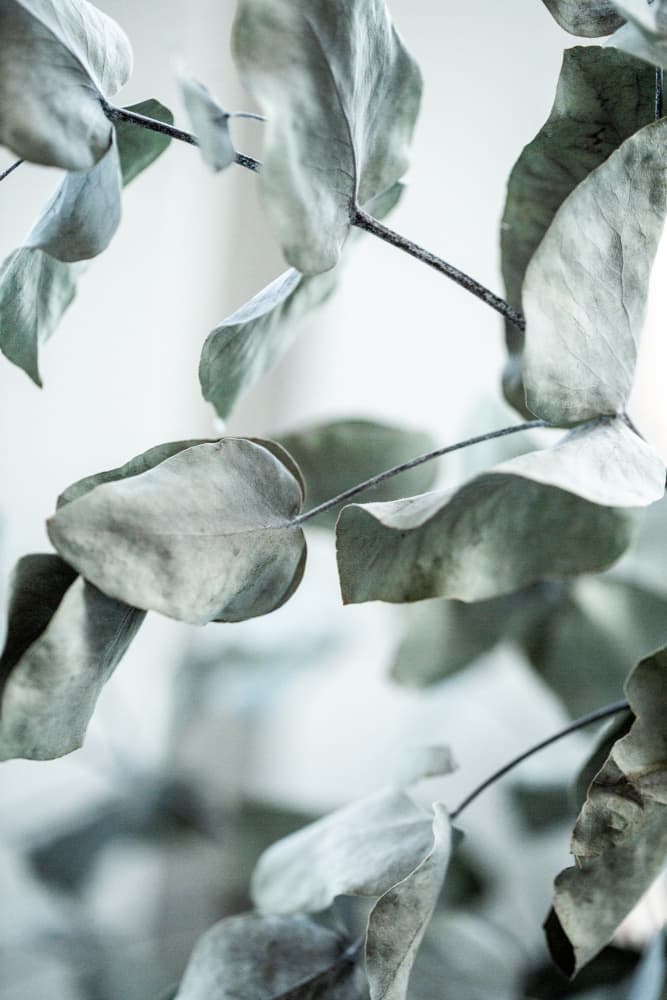 Eucalyptus 8 by Mareike Böhmer — canvas wall art