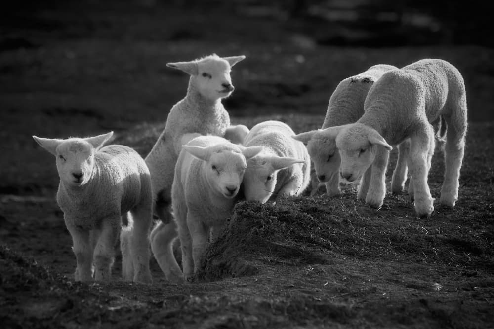 Sweet Baby Lambs by Bodo Balzer — canvas wall art