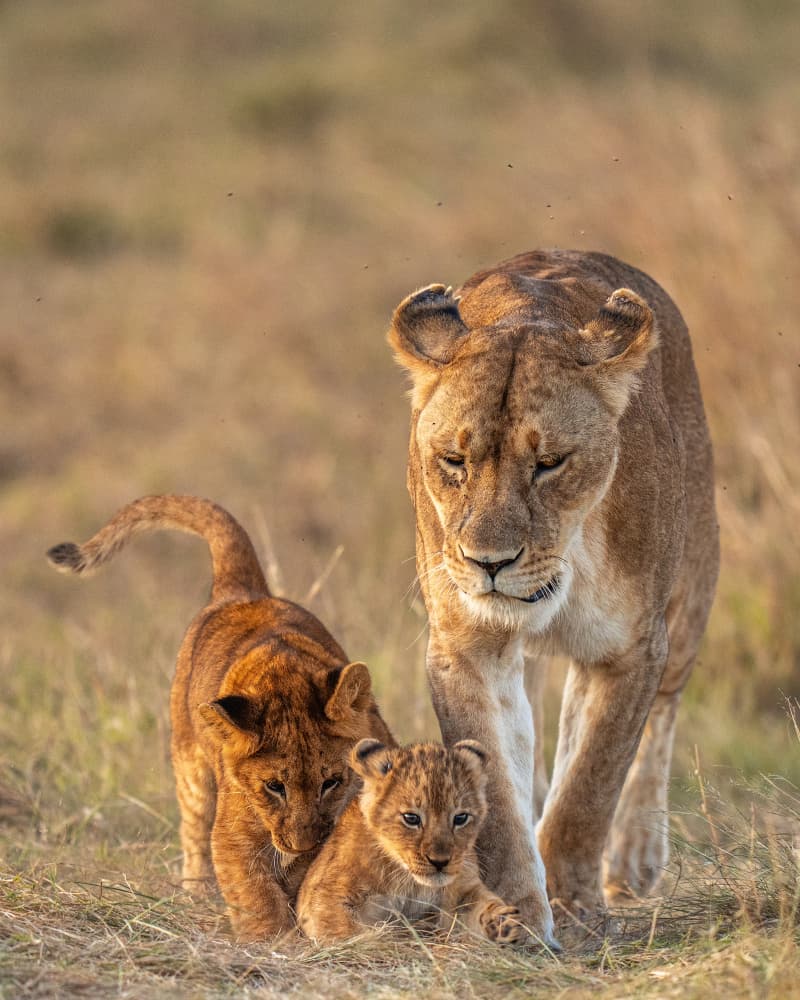 African Lion Family by Yogesh Bhatia — canvas wall art