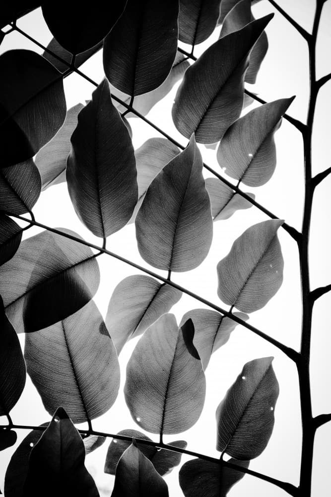 Backlit Leaves by Tal Paz-Fridman — canvas wall art