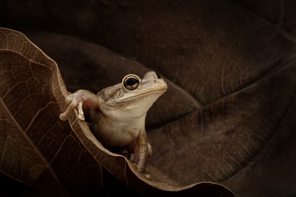 Quiet Forest Frog by Linda D Lester — canvas wall art