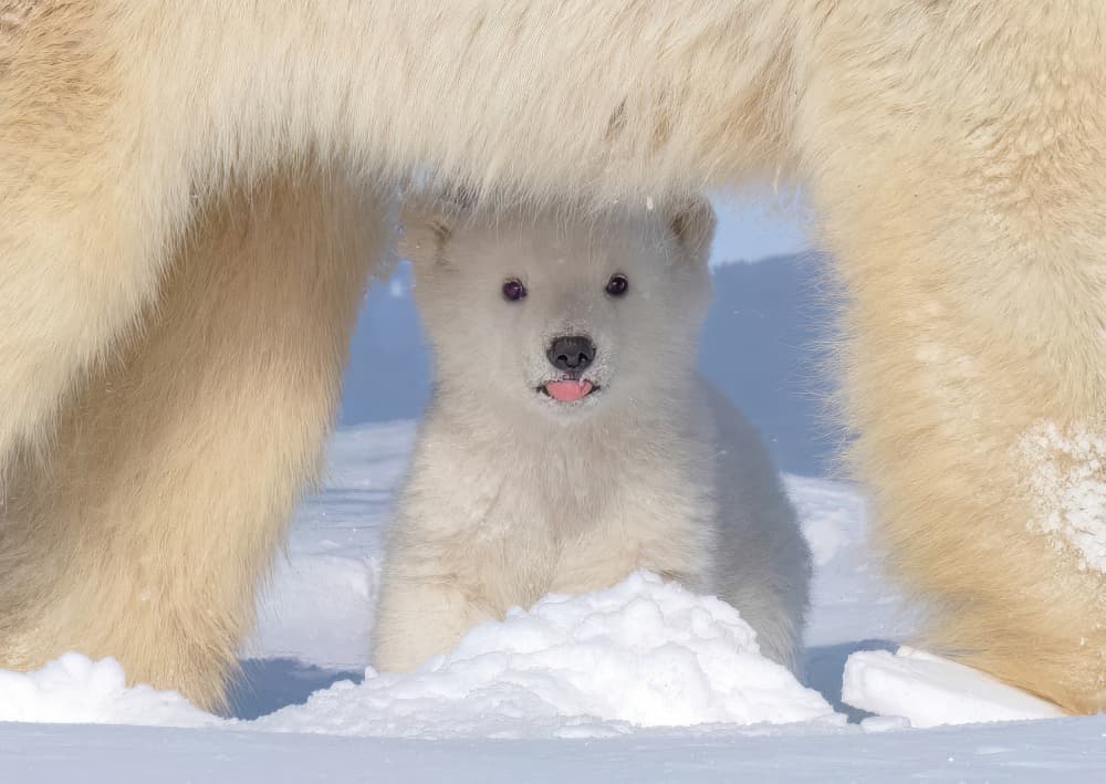 Playful Polar Bear Cub by Yuan Su — canvas wall art