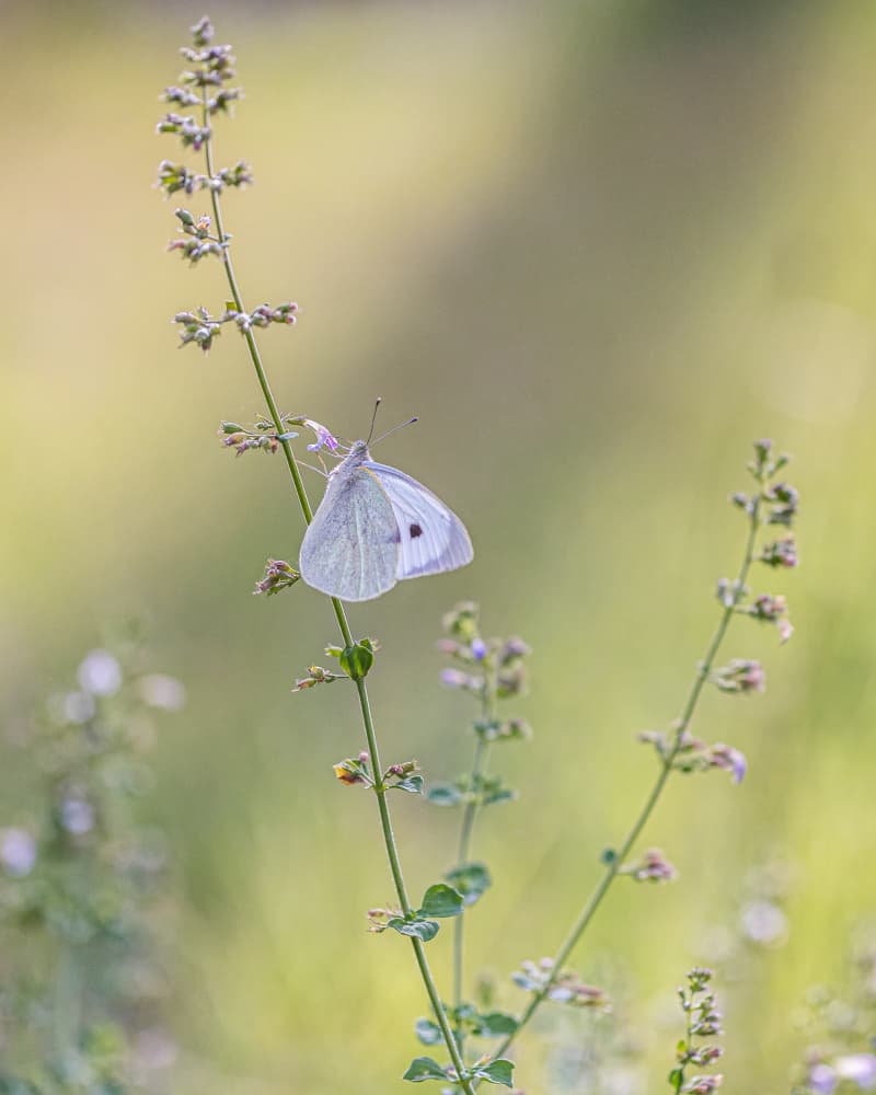 Delicate White Butterfly by Sergio Barboni — canvas wall art