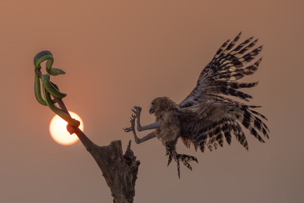 Owl Snake Sunset Showdown by Lisdiyanto Suhardjo — canvas wall art