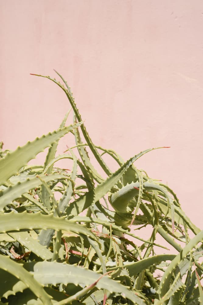 Green Aloe Pink Wall by Henrike Schenk — canvas wall art