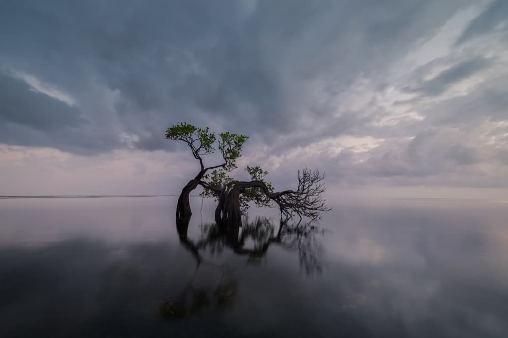 Twilight Tree Reflection by Liguang Huang — canvas wall art