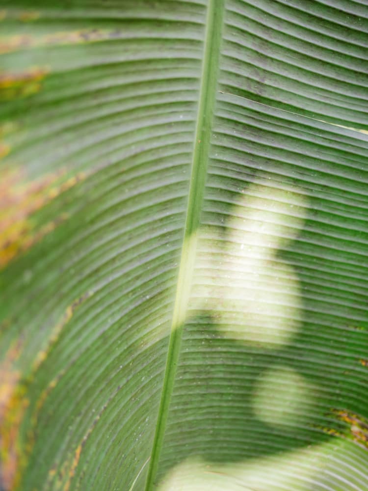 Costa Rica Greens by Raisa Zwart — canvas wall art