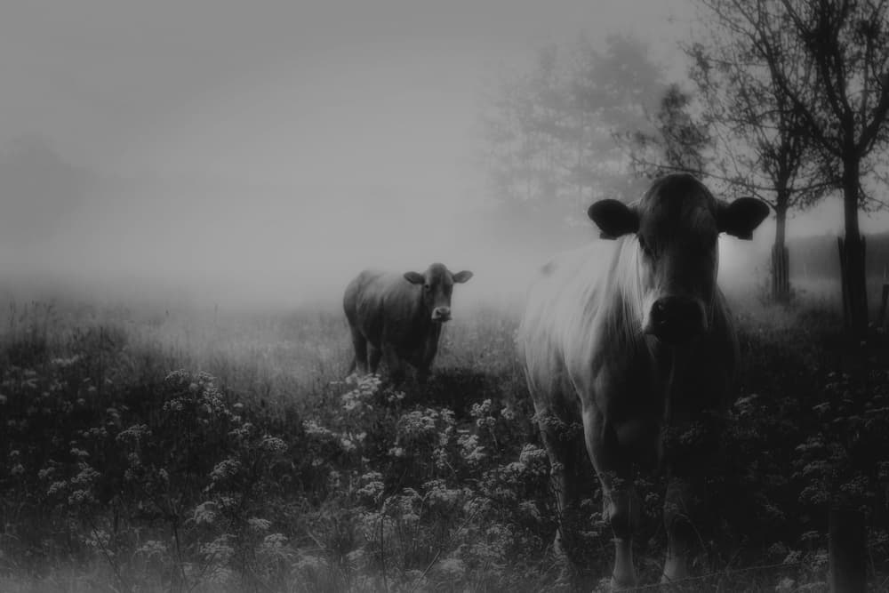 Two Cows Misty Morning by Saskia Dingemans — canvas wall art