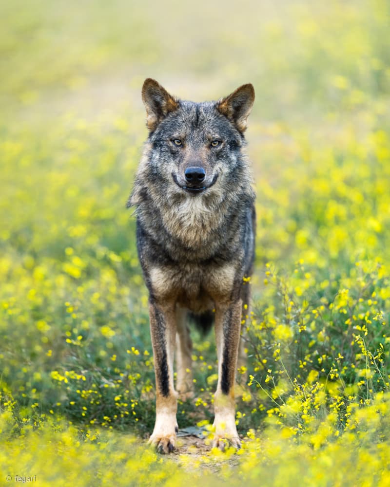 Wolf Among Golden Blooms by fegari — canvas wall art