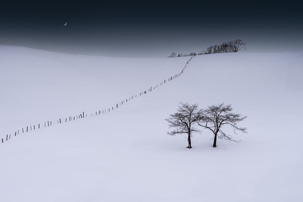 Winter Moonlight Trees by Ling Jiang — canvas wall art