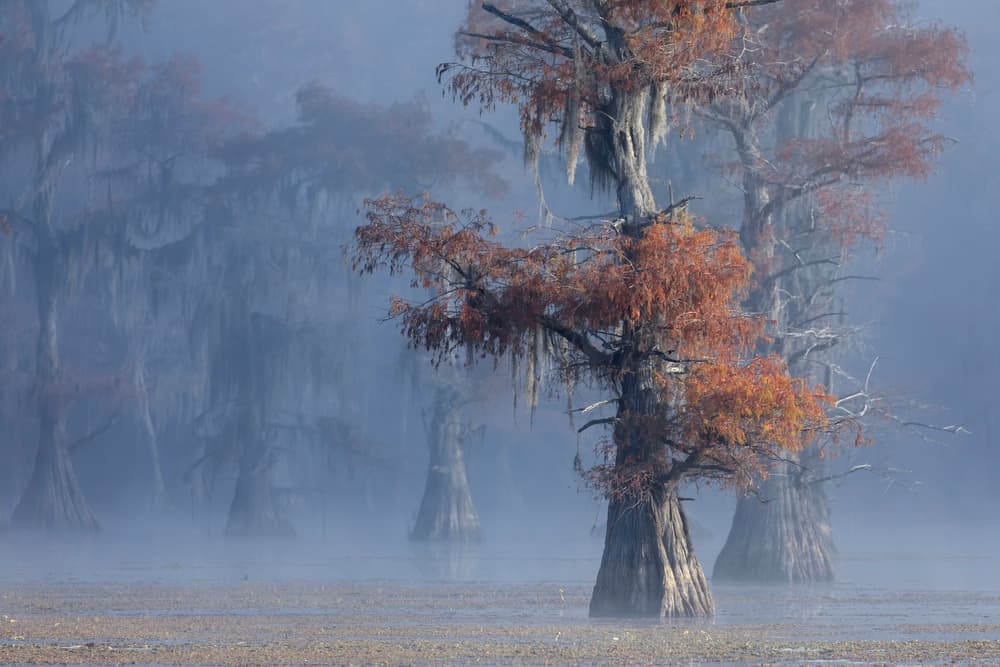 Autumn Fog Cypress by Libby Zhang — canvas wall art