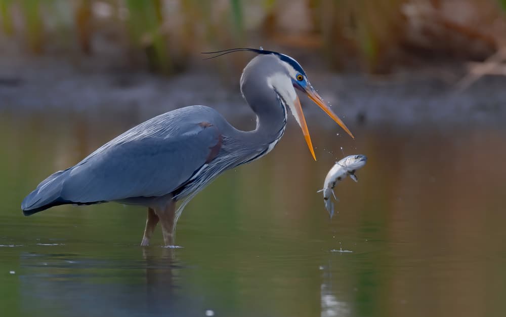 Great egret by Johnson Huang — canvas wall art