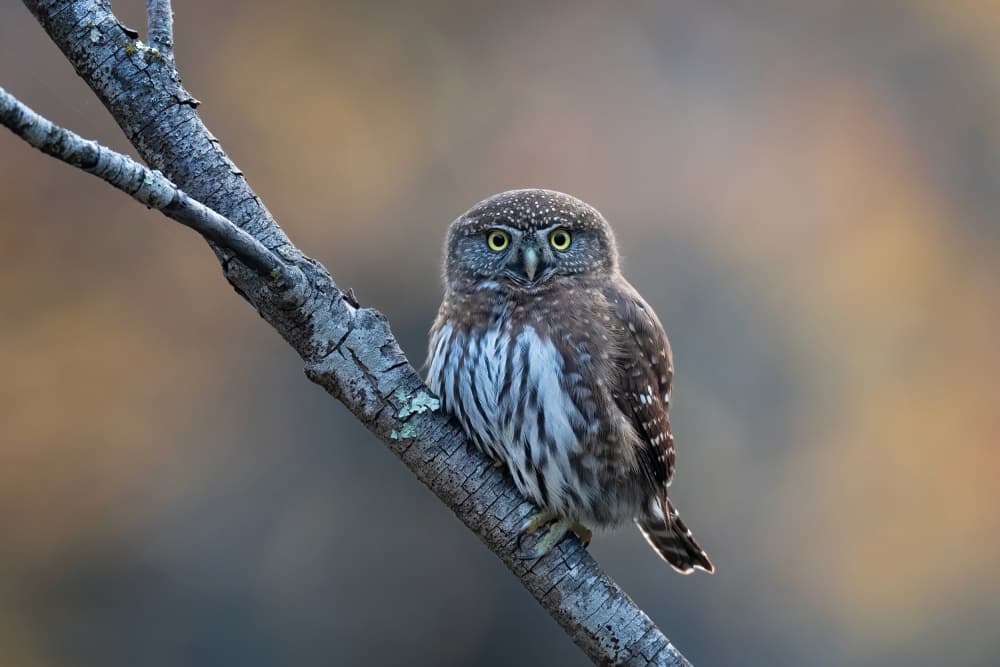 Alert Pygmy Owl by Max Wang — canvas wall art