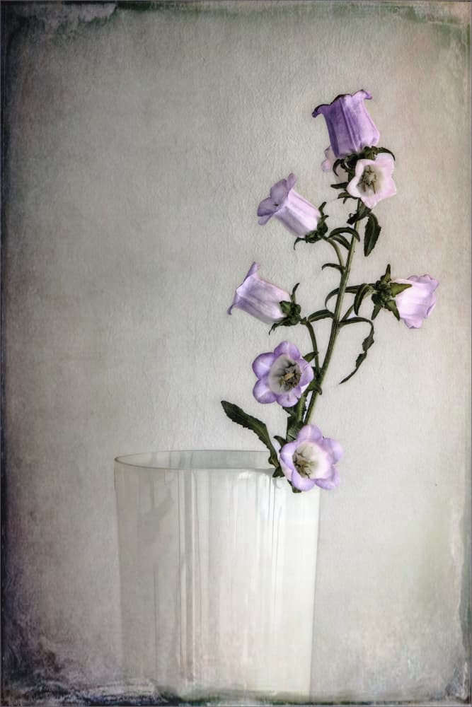 Elegant Bellflower Vase by Gilbert Claes — canvas wall art