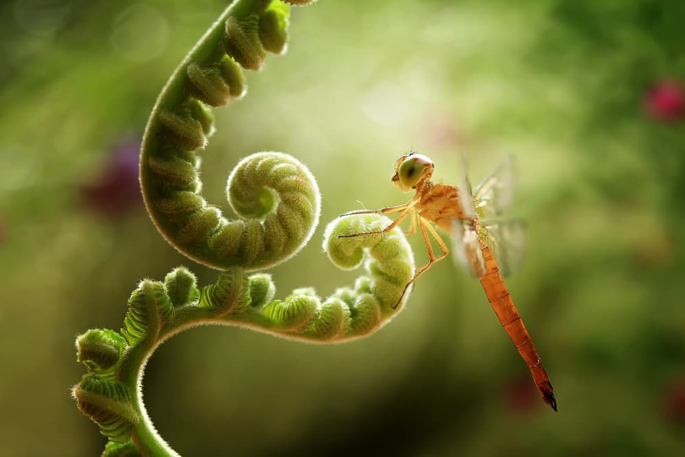 Dragonfly on Fern Spiral by Abdul Gapur Dayak — canvas wall art