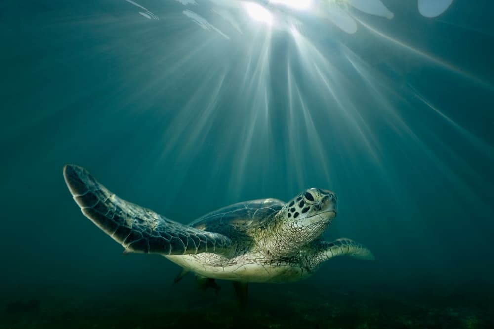 Sunlit Sea Turtle by Serge Melesan — canvas wall art