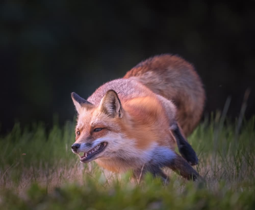 Pouncing Red Fox by Deming W — canvas wall art