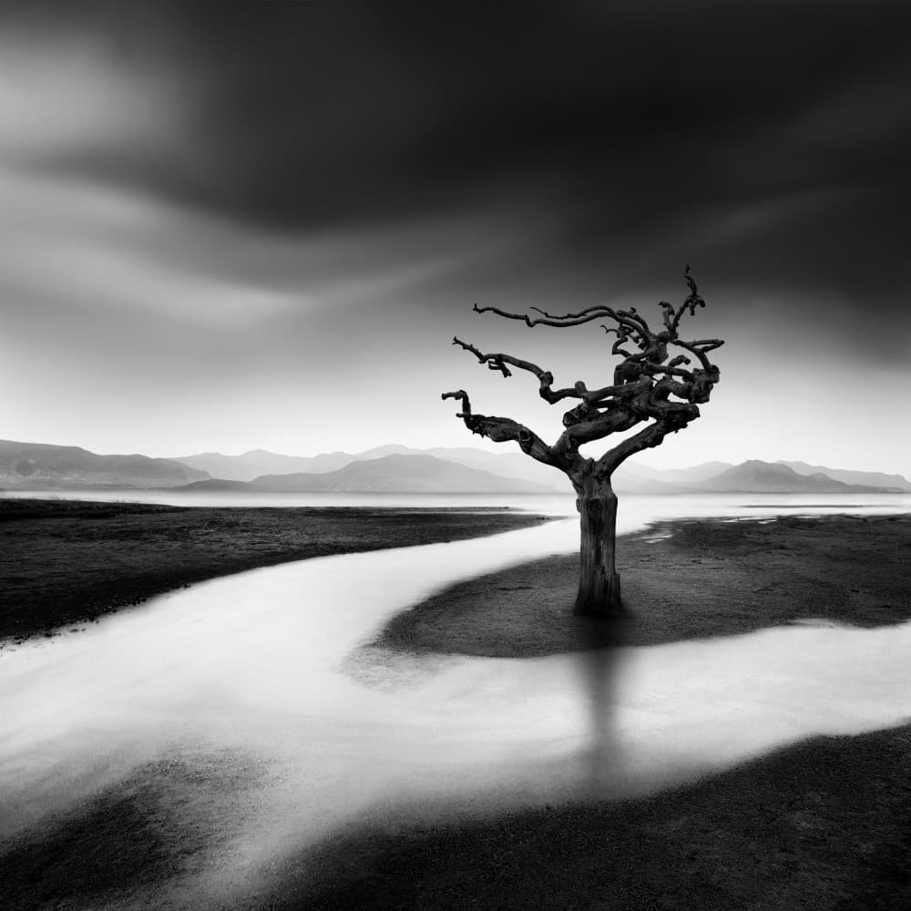 Stark Twisted Tree by George Digalakis — canvas wall art