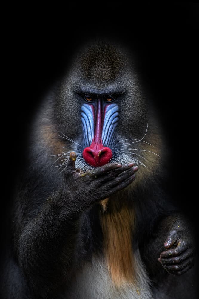 Intense Mandrill Portrait by Alessandro Catta — canvas wall art