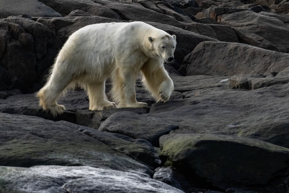 Majestic Polar Bear Walking by Shobhit Chawla — canvas wall art