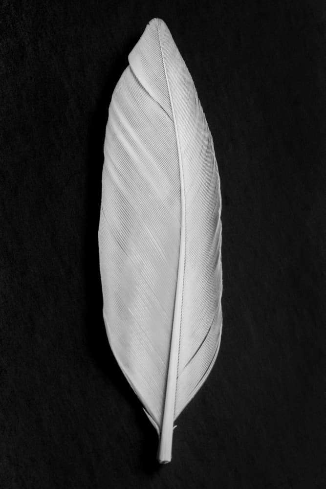 Elegant White Feather by Pictufy Studio III — canvas wall art