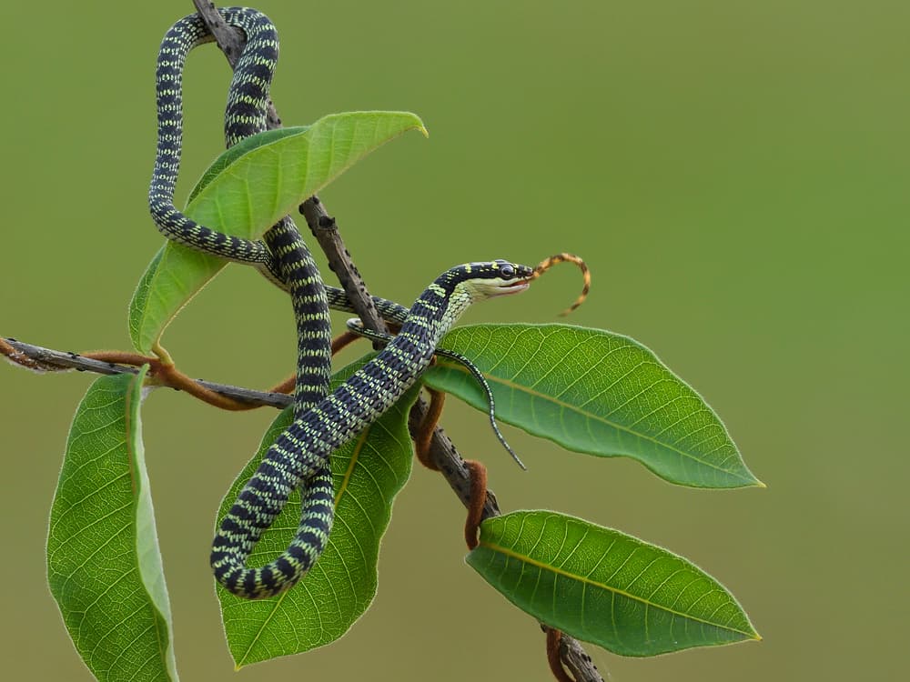 Striped Green Snake by Phat Dao Tan — canvas wall art